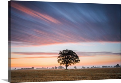 Tree At Sunrise, Norfolk, England
