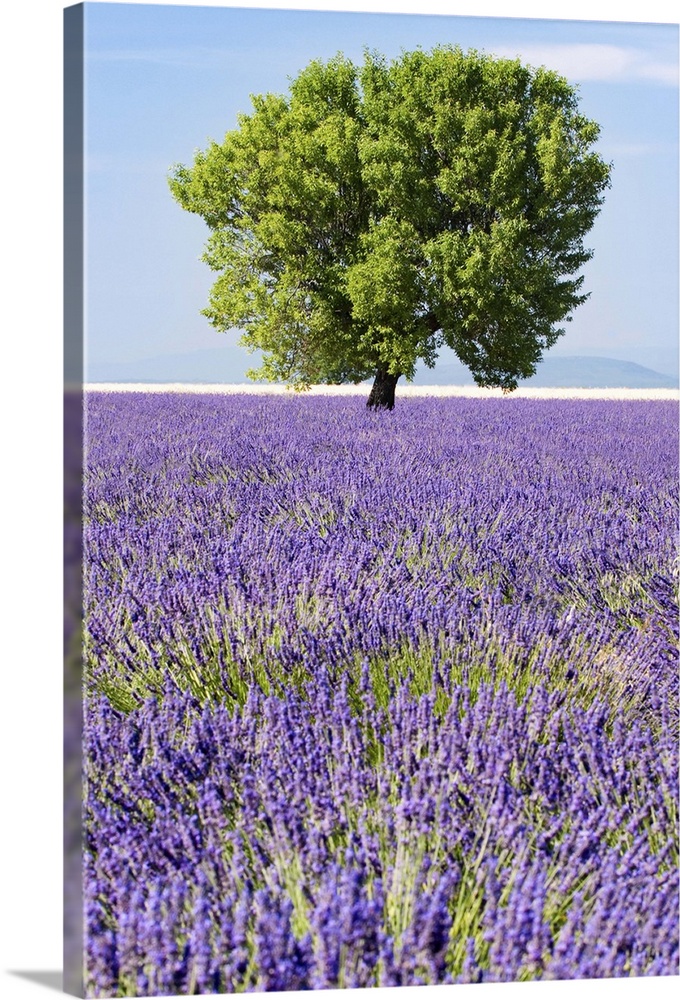 boiler Haalbaarheid surfen Tree in a lavender field, Valensole plateau, Provence, France Wall Art,  Canvas Prints, Framed Prints, Wall Peels | Great Big Canvas