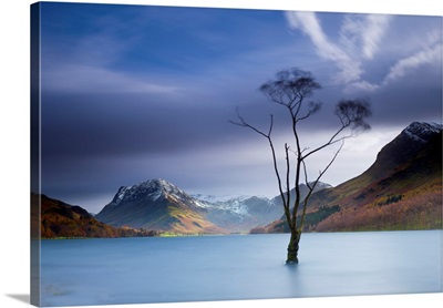 Tree In Lake Buttermere, Lake District National Park, Cumbria, England