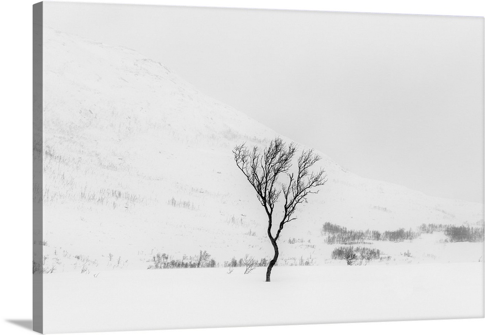 Tree In Snow, Near Tromso, Norway