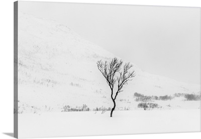 Tree In Snow, Near Tromso, Norway