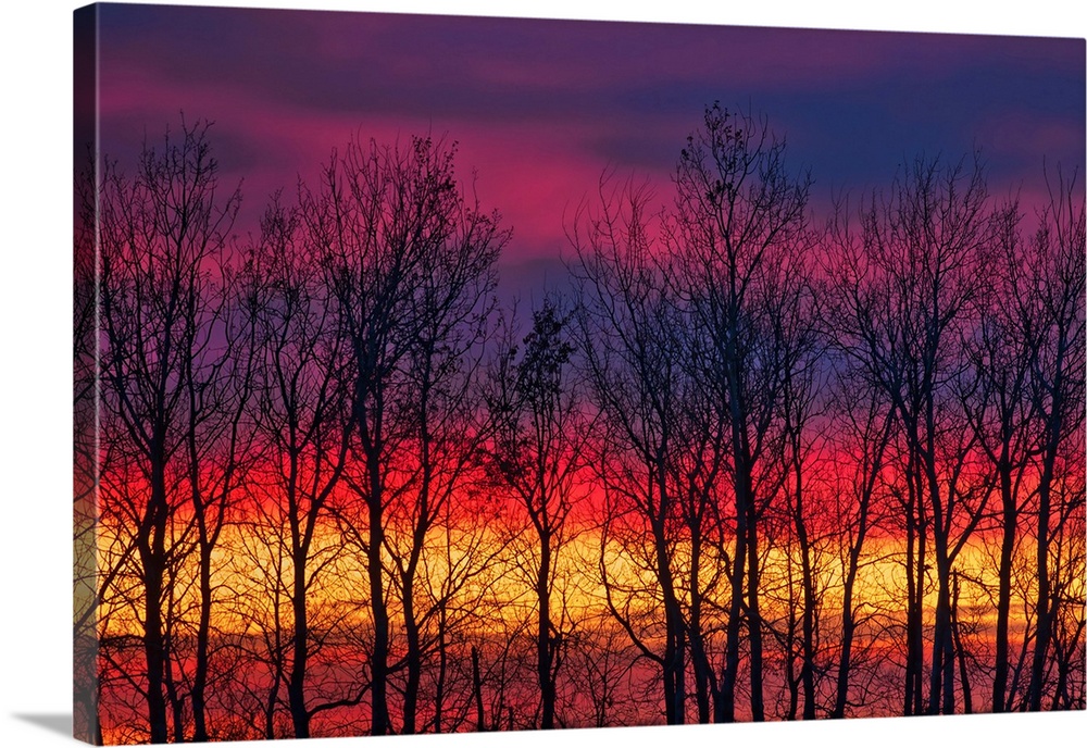 Trees along Lake Winnipeg at sunrise. Matlock, Manitoba, Canada