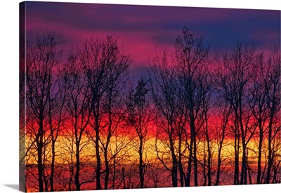 Trees Along Lake Winnipeg At Sunrise. Matlock, Manitoba, Canada