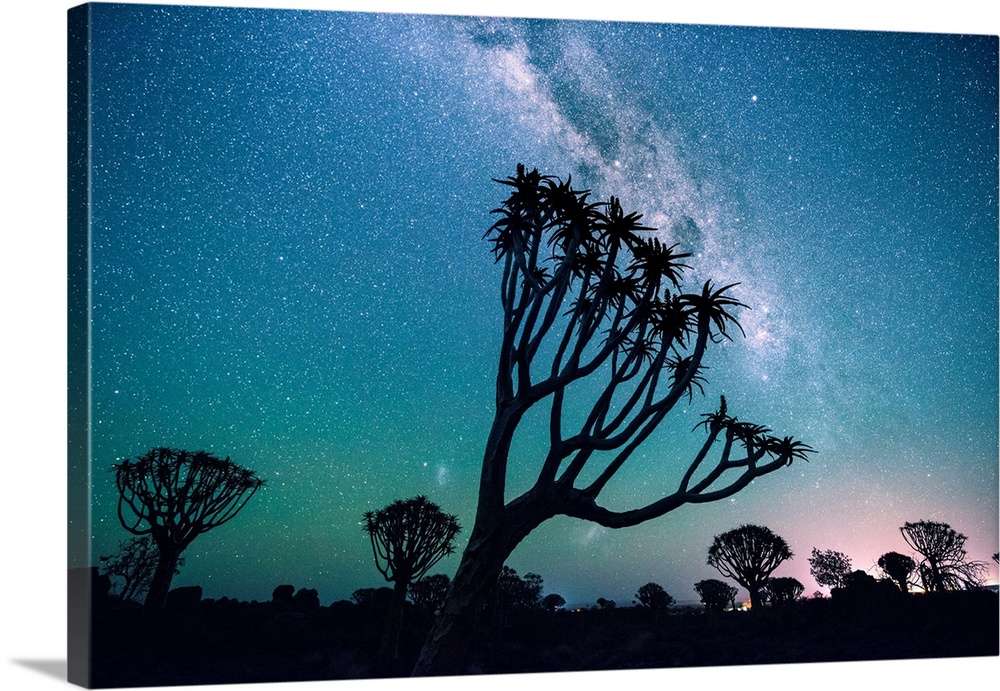 Quiver Tree Forest (Aloe Dichotoma), Keetmanshoop, Namibia, Africa. Trees At Night Under The Stars Of The Southern Hemisph...