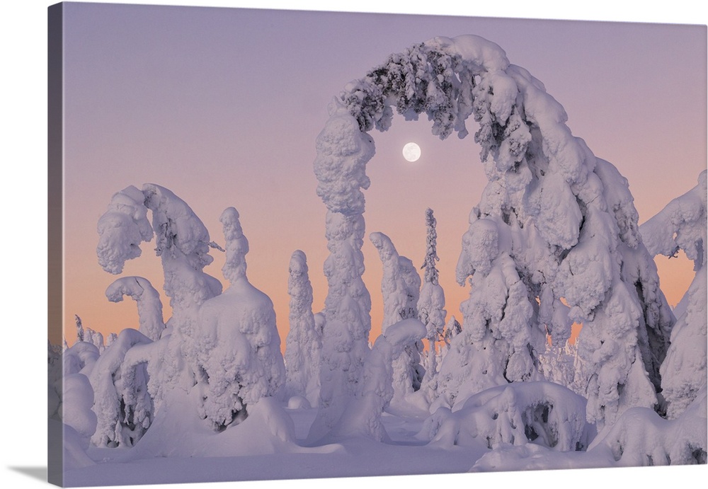 Trees covered with snow at dawn with a full moon in background, Riisitunturi National Park, Posio, Lapland, Finland