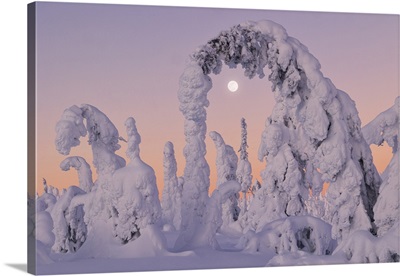Trees Covered With Snow At Dawn With A Full Moon In Background, Lapland, Finland