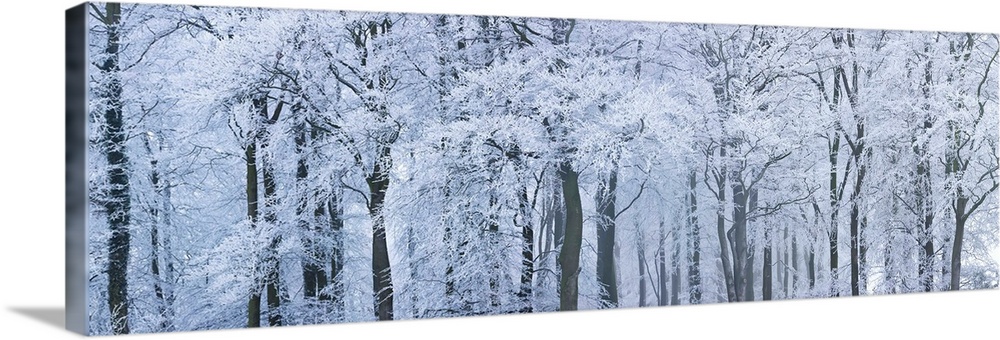 Trees with snow and frost, Wotton, Glos, UK Wall Art, Canvas Prints ...