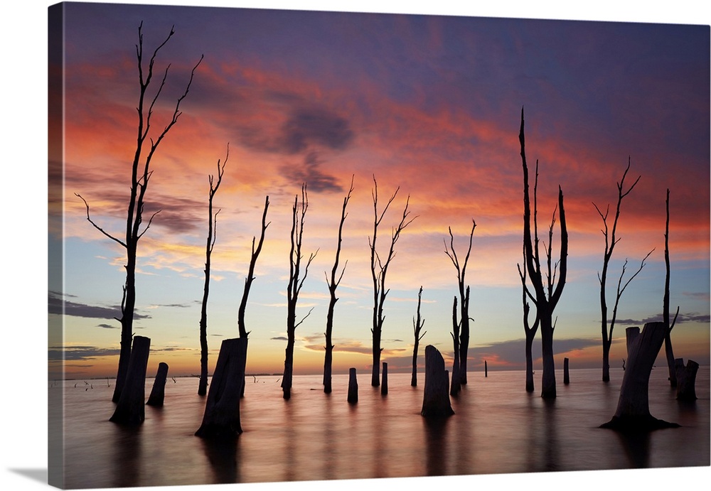 Trees withered by high salinity in Laguna Mar Chiquita (Mar de Ansenuza) at twilight, Cordoba, Argentina. Mar Chiquita is ...