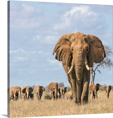 Tsavo East National Park, An African elephant leads his family herd towards a waterhole