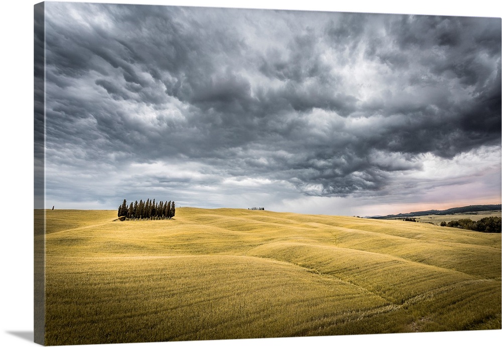 Tuscany, Val d'Orcia, Italy. Cypress trees in a yellow meadow field with clouds gathering.