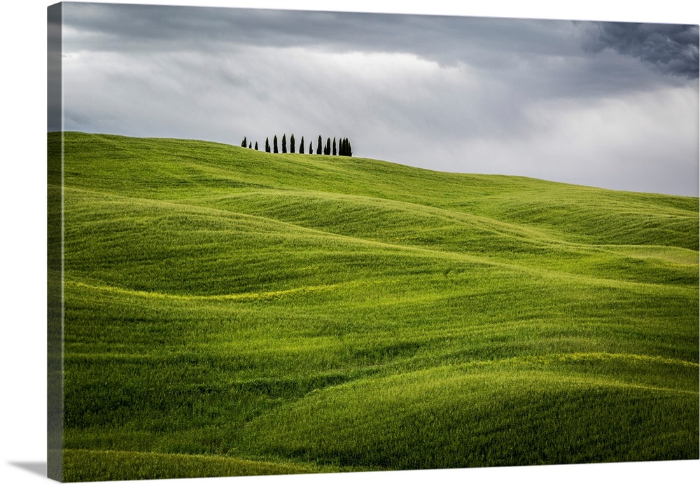 Tuscany, Val d'Orcia, Italy. Cypress trees in green meadow field with clouds gathering.