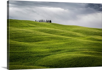 Tuscany, Val d'Orcia, Italy. Cypress trees in green meadow field with clouds gathering