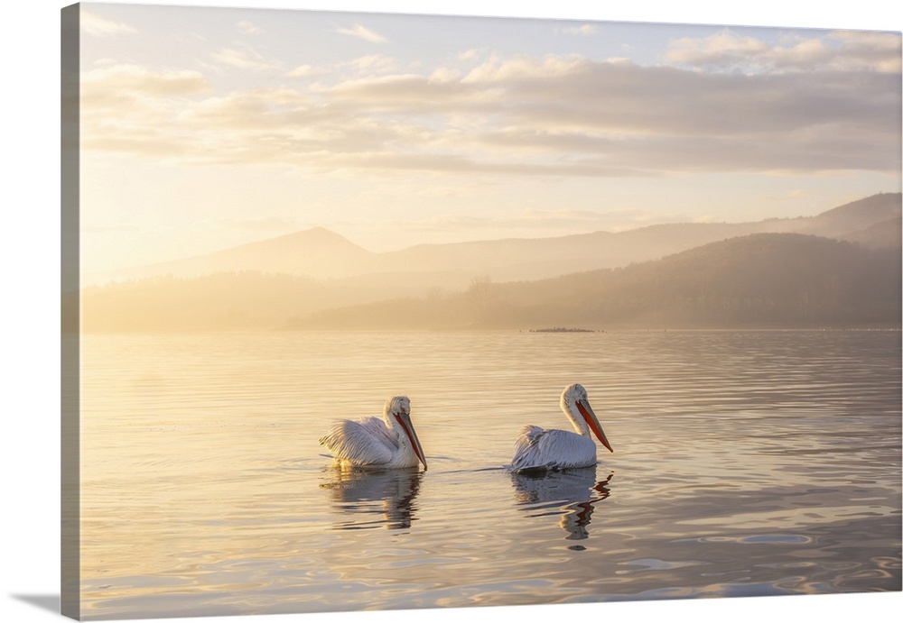 Two Adult Dalmatian Pelican (Pelecanus Crispus), Lake Kerkini, Greece