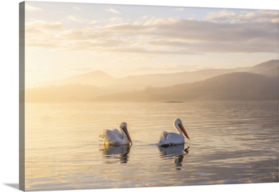 Two Adult Dalmatian Pelican (Pelecanus Crispus), Lake Kerkini, Greece