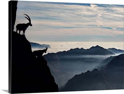 Two alpine ibex dominate from above the spectacular view of the italian Alps