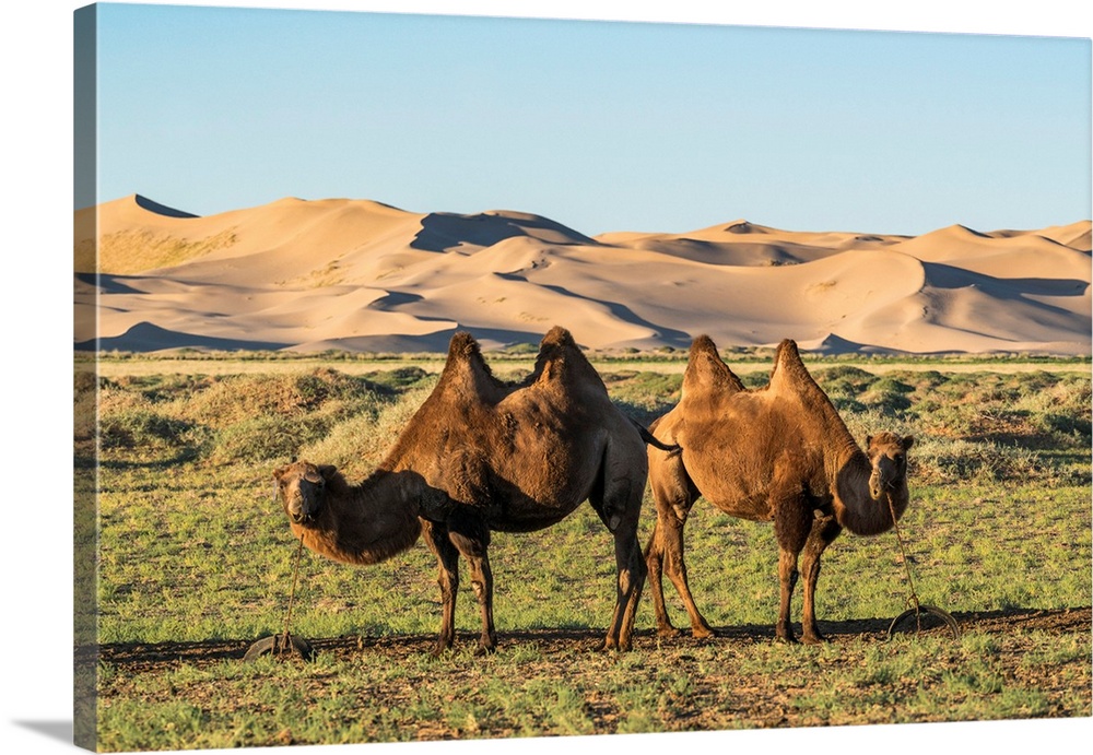 Two Camels And Sand Dunes Of Gobi Desert In The Background. Sevrei District, South Gobi Province, Mongolia.