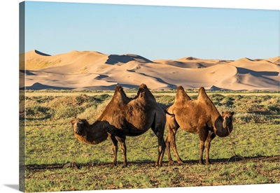 Two Camels And Sand Dunes Of Gobi Desert, Sevrei District, South Gobi Province, Mongolia