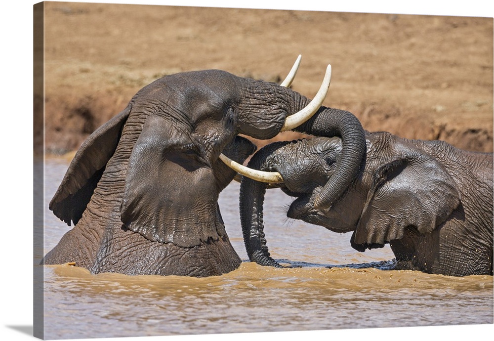 Kenya, Nyeri County, Aberdare National Park. Two glistening African elephants play in a muddy waterhole in the Aberdare Na...