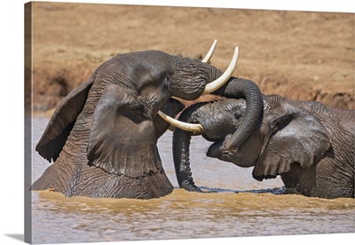 Two glistening African elephants play in a muddy waterhole in the Aberdare National Park