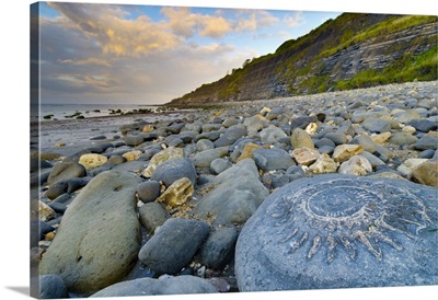 UK, England, Dorset, Lyme Regis, Large ammonite fossil