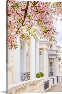 Uk, England, London, Notting Hill, Ladbroke Grove, Cherry Blossom
