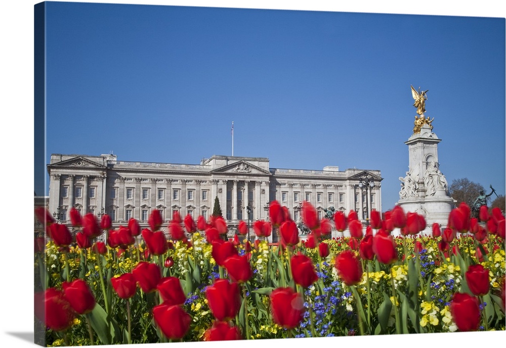 United Kingdom, London, Westminster, Tulips infront of Buckingham Palace and Victoria Memorial