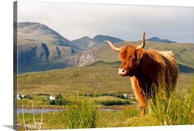 UK, Scotland, Outer Hebrides, Harris, Highland cow in the wild, Aline Estate