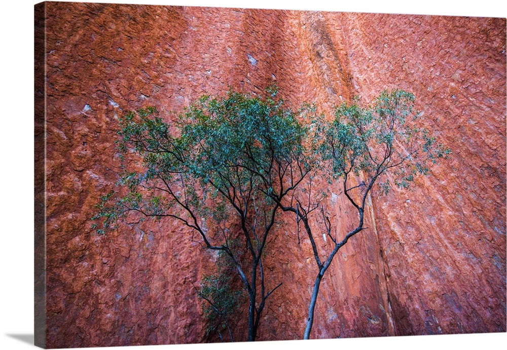 Uluru (Ayers Rock), Uluru-Kata Tjuta National Park, Northern Territory, Central Australia, Australia. Details of the red r...