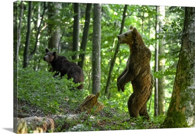 Ursus Arctos, Brown Bear, Slovenia