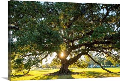 USA, Louisiana, Vacherie, Sunlight Through The Branches Of A Southern Live Oak Tree