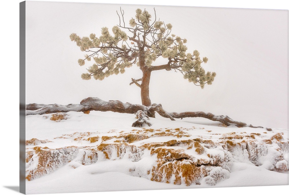 USA, Utah, Bryce Canyon National Park, Lone Tree in snow.