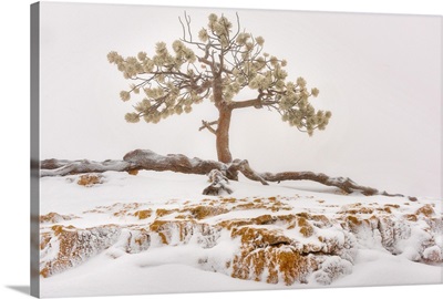 Utah, Bryce Canyon National Park, Lone Tree in snow