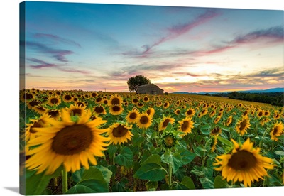 Valensole Plateau, Provence, France. Field full of sunflowers at sunset