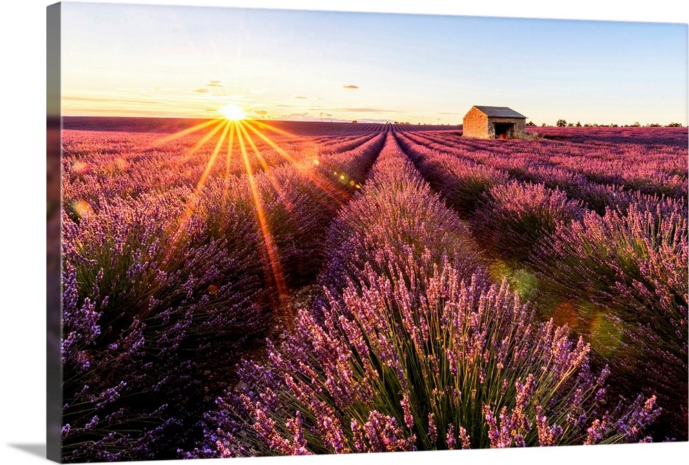 Valensole Plateau, Provence, France. Lavender field