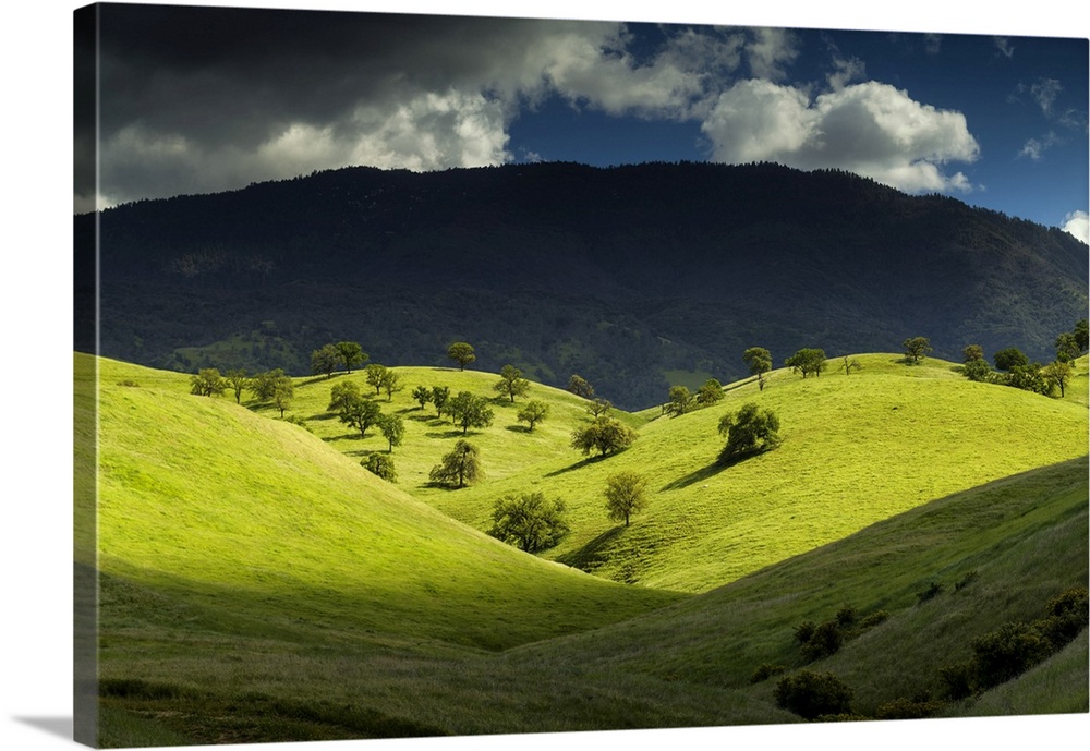 Valley of Oak Trees, near Keene, California, USA.