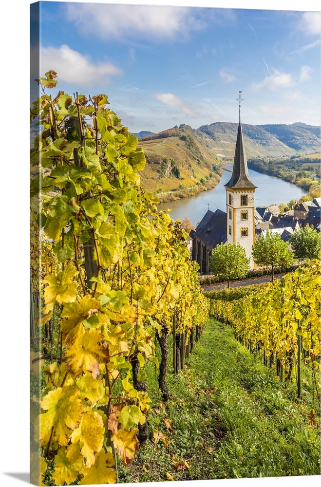 View from the vineyards of the Calmont vineyard to the town of Bremm with the church of St. Laurentius and the Moselle loo...