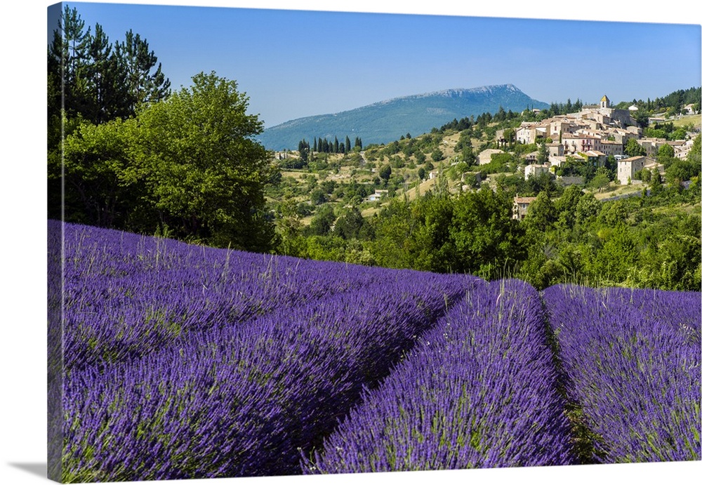 View of village of Aurel with field of lavander in bloom, Provence, France.
