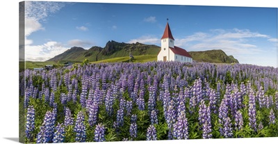 Vik i Myrdal, Southern Iceland. Fields of lupins in bloom and the town church