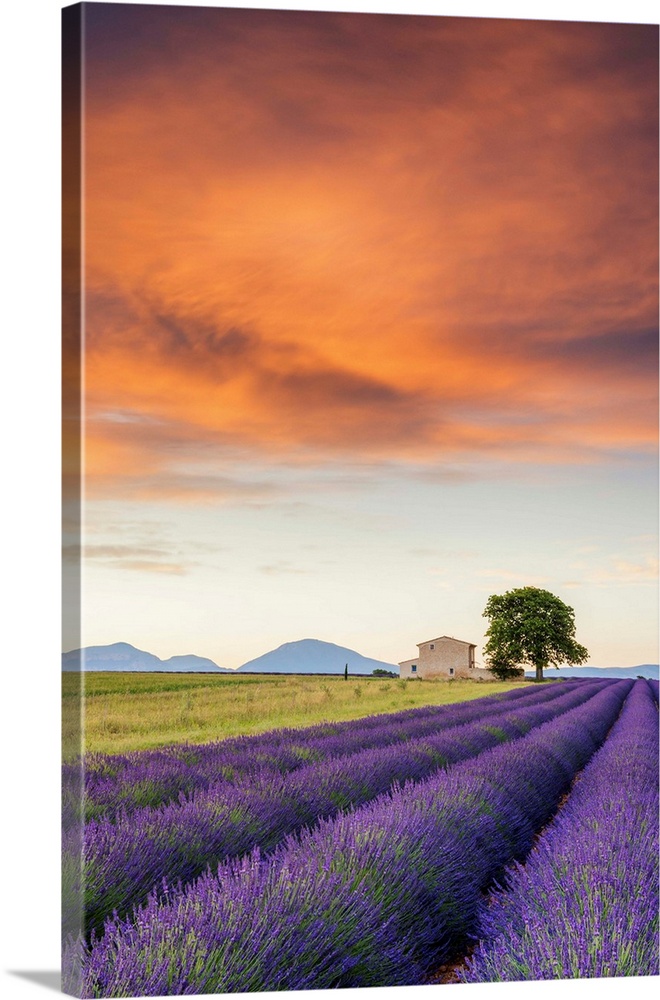 Villa And Field Of Lavender At Sunrise, Provence, France