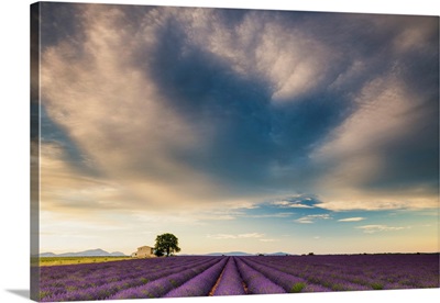 Villa And Field Of Lavender, Provence, France