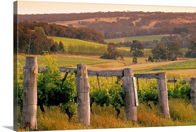 Vineyard, Margaret River, Western Australia, Australia