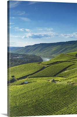 Vineyards and River Moselle, Bernkastel-Kues, Rhineland-Palatinate, Germany