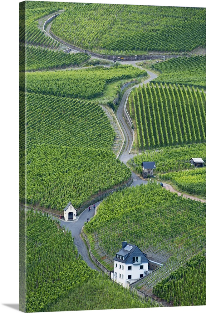 Vineyards, Bernkastel-Kues, Rhineland-Palatinate, Germany.