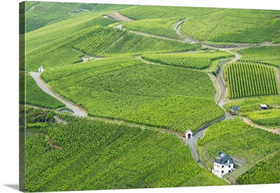 Vineyards, Bernkastel-Kues, Rhineland-Palatinate, Germany
