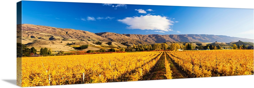 Vineyards In Autumn, Cromwell, New Zealand