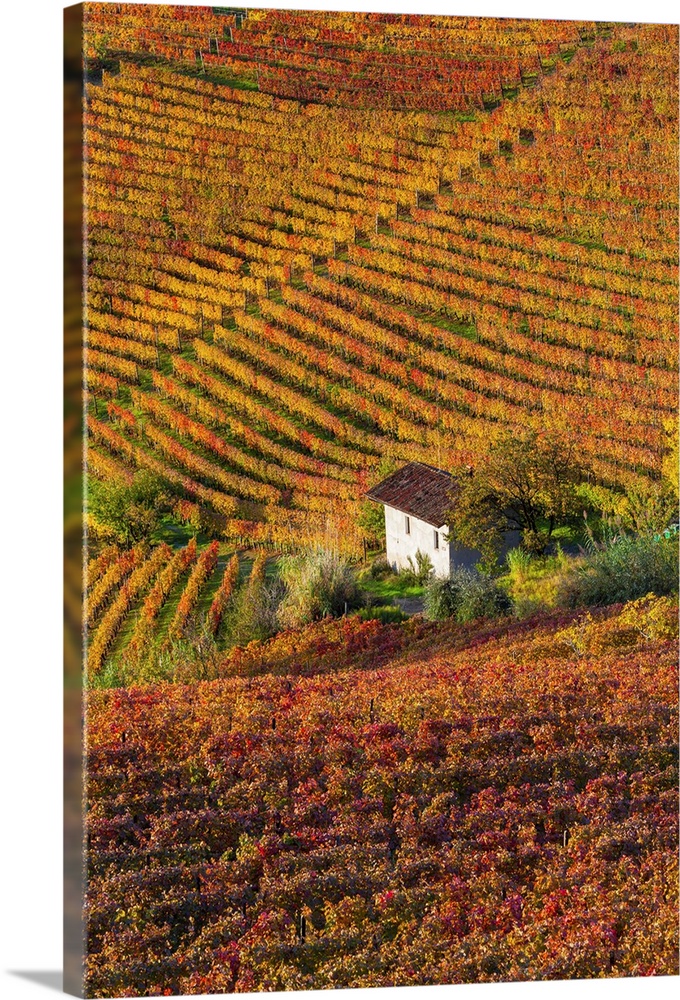 Vineyards, nr Alba, Langhe, Piedmont (or Piemonte or Piedmonte), Italy