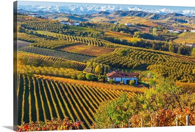 Vineyards, Langhe, Piedmont, Italy