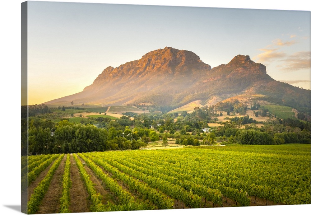 Vineyards Of Stellenbosch & Simonsberg Mountain, Western Cape, South Africa