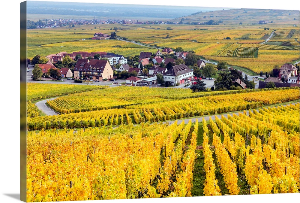 Vineyards, Riquewihr, Alsace, France.