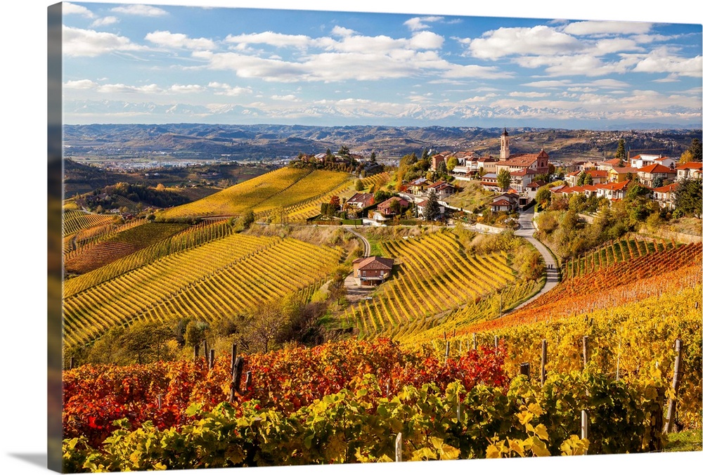 Vineyards, Treiso, nr Alba, Langhe, Piedmont (or Piemonte or Piedmonte), Italy